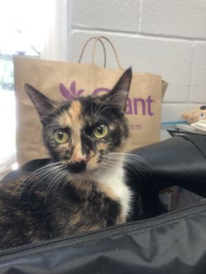 Huckleberry, Adult Female unknown