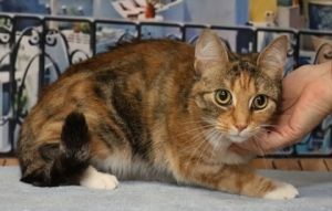 Bey, Adult Female unknown