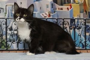 Midnight Rain, Adult Female unknown
