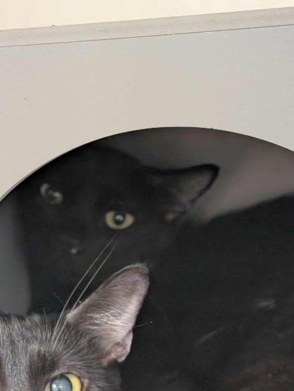 Marie, an adoptable Domestic Short Hair in Buchanan Dam, TX, 78609 | Photo Image 1