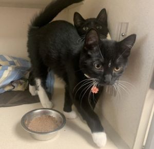 SUNFLOWER &amp; Marigold (Bonded) @ PetSmart Northboro, Baby Female unknown