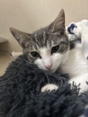 Village - I`m at PetSmart Northborough, Baby Male unknown