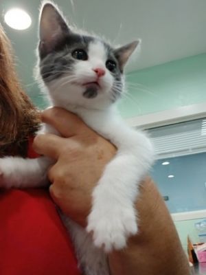 Mungo, Baby Male unknown
