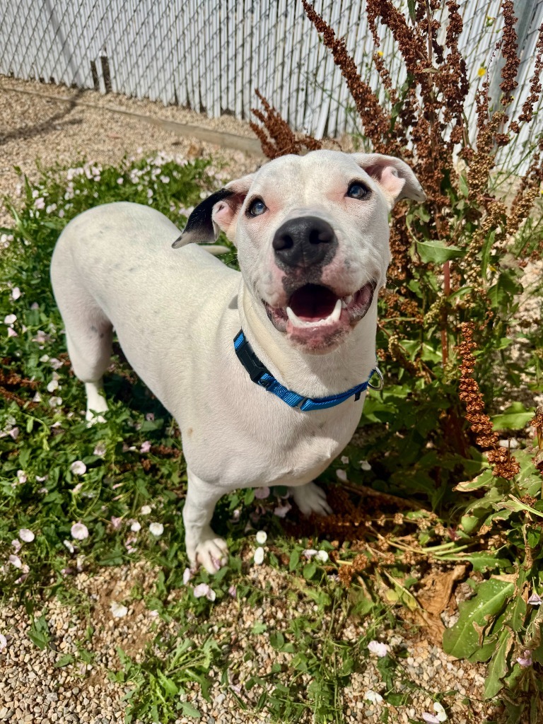 Clyde, an adoptable Pit Bull Terrier in Gillette, WY, 82716 | Photo Image 1
