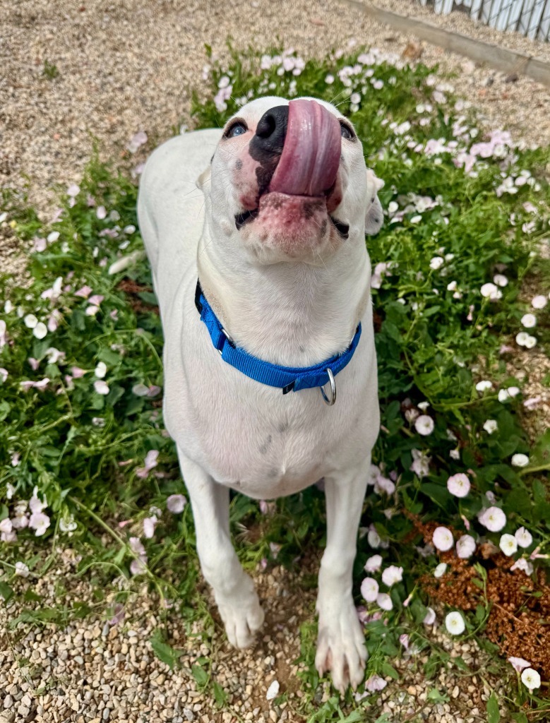 Clyde, an adoptable Pit Bull Terrier in Gillette, WY, 82716 | Photo Image 2