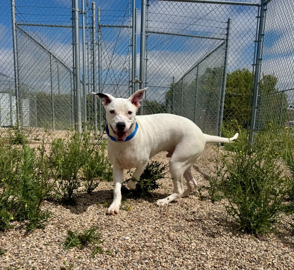 Clyde, an adoptable Pit Bull Terrier in Gillette, WY, 82716 | Photo Image 4