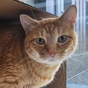 Tigger, Adult Male unknown