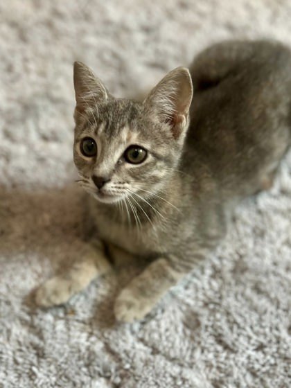 Mertle