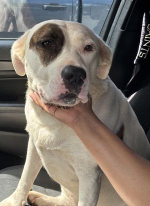 58934784, Adult Female unknown