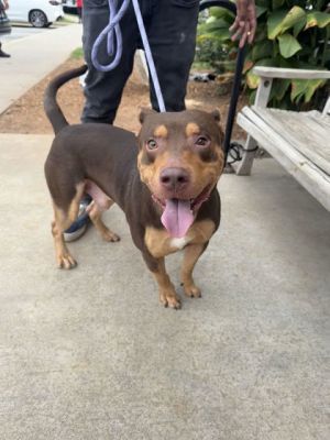 58934452, Adult Male unknown