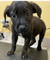 Firecracker, Adult Female unknown