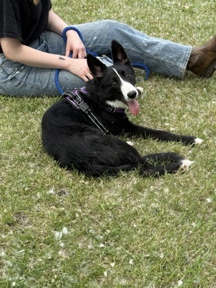 Dory, an adoptable German Shepherd Dog, Border Collie in Fergus Falls, MN, 56537 | Photo Image 1