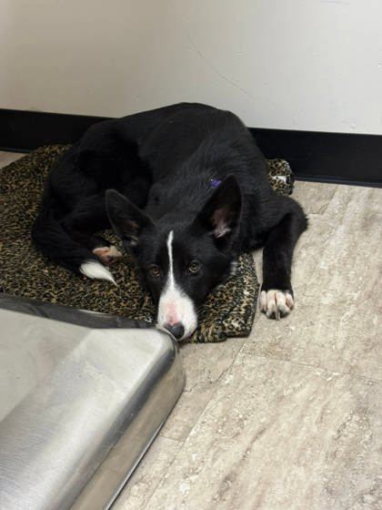 Dory, an adoptable German Shepherd Dog, Border Collie in Fergus Falls, MN, 56537 | Photo Image 2