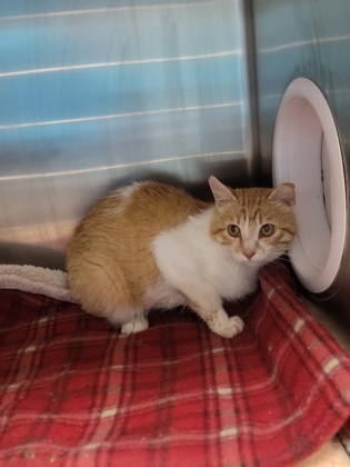 Scoot Working Cat, an adoptable Domestic Short Hair in Fergus Falls, MN, 56537 | Photo Image 1