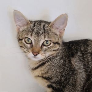 Macy (bonded with Greigh), Baby Female unknown