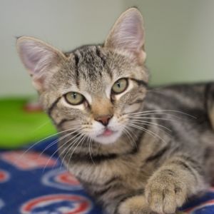 Macy (bonded with Greigh), Baby Female unknown