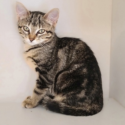 Macy (bonded with Greigh)