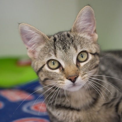 Macy (bonded with Greigh)