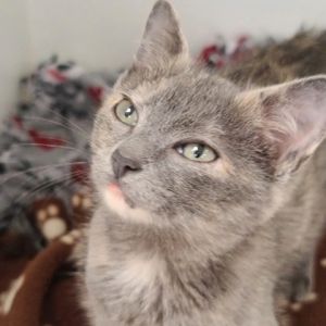 Greigh (bonded with Macy), Baby Male unknown