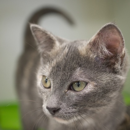 Greigh (bonded with Macy)