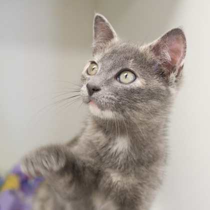 Greigh (bonded with Macy)