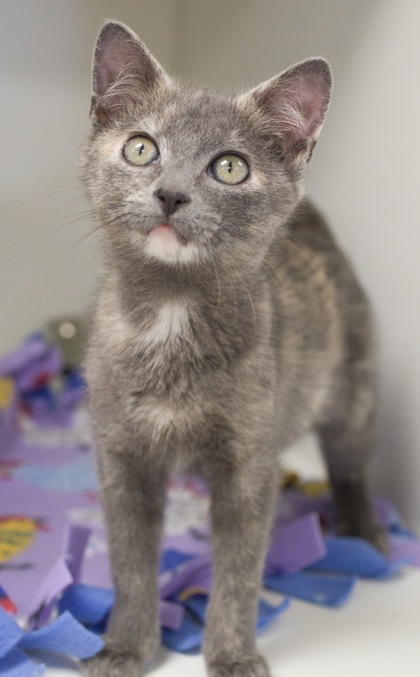 Greigh (bonded with Macy)