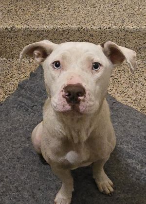 Belladonna 58281 Pit Bull Terrier Dog