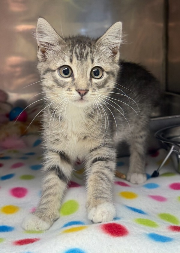 Zappa, an adoptable Domestic Short Hair in Great Falls, MT, 59405 | Photo Image 1