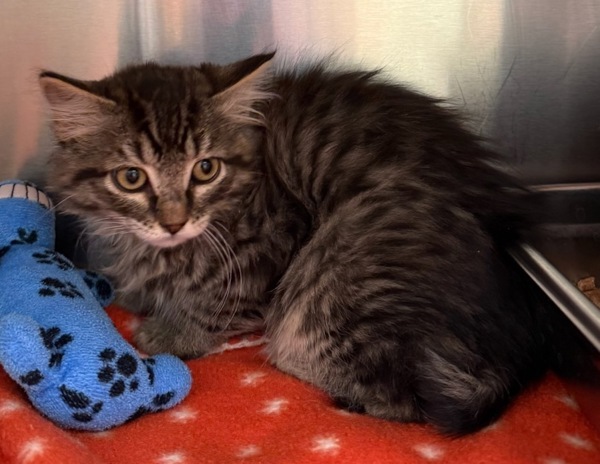 Pepper, an adoptable Domestic Medium Hair in Great Falls, MT, 59405 | Photo Image 1