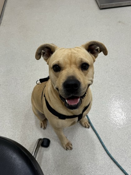 Love, an adoptable Pit Bull Terrier, Mixed Breed in Honolulu, HI, 96826 | Photo Image 1