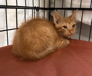 Scrappy Doo, Baby Male unknown