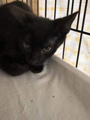 Velma, Baby Female unknown
