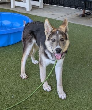 Bobbi Husky Dog