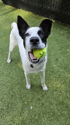 What my friends at Seattle Humane say about me I am a squirmy wormy that loves to play and be