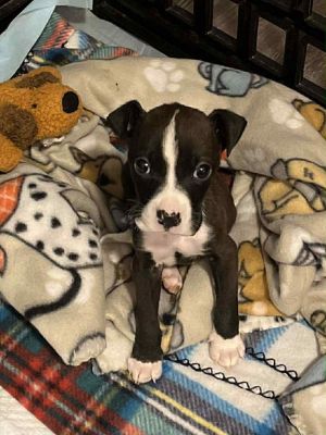 Enzo, Baby Male unknown