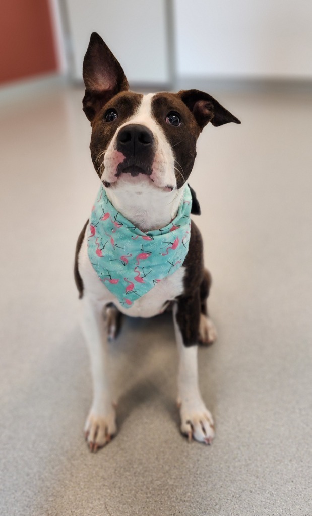 Marley, an adoptable Pit Bull Terrier in Superior, WI, 54880 | Photo Image 1