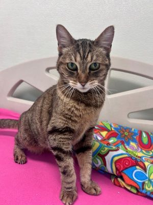 Hi Im Meow Meow - and yes I live up to the name Got something to say So do 