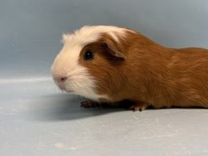 Morrie, Adult Male unknown