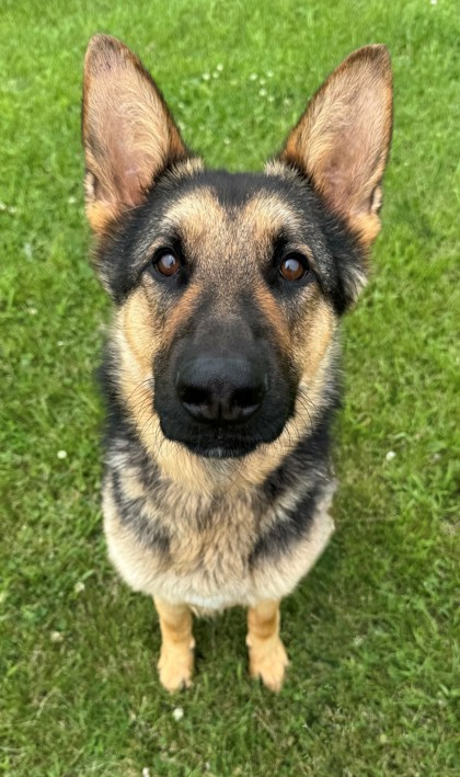Kodak, an adoptable German Shepherd Dog, Mixed Breed in Willmar, MN, 56201 | Photo Image 1