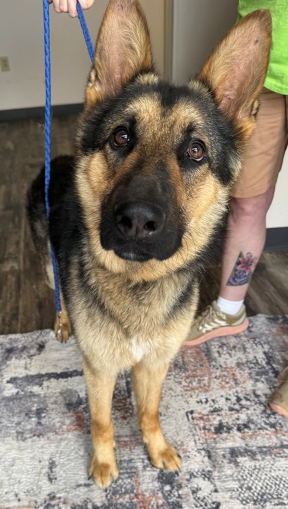 Kodak, an adoptable German Shepherd Dog, Mixed Breed in Willmar, MN, 56201 | Photo Image 2