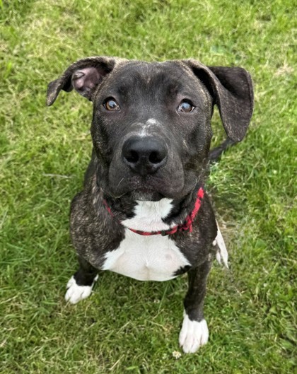 Kayne, an adoptable Pit Bull Terrier, Mixed Breed in Willmar, MN, 56201 | Photo Image 1