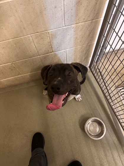 Kayne, an adoptable Pit Bull Terrier, Mixed Breed in Willmar, MN, 56201 | Photo Image 2