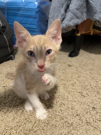 JAVA