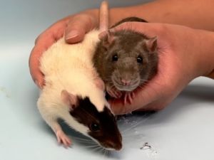Luna, Adult Female unknown