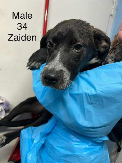Zaiden
