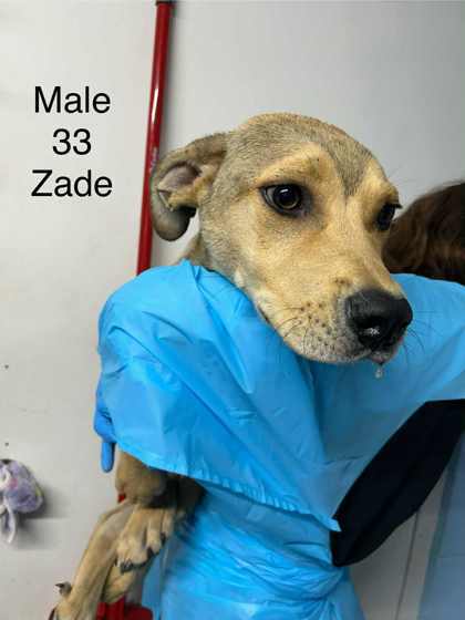 Zade