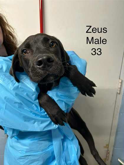 Zues