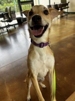 Trixie, Adult Female unknown