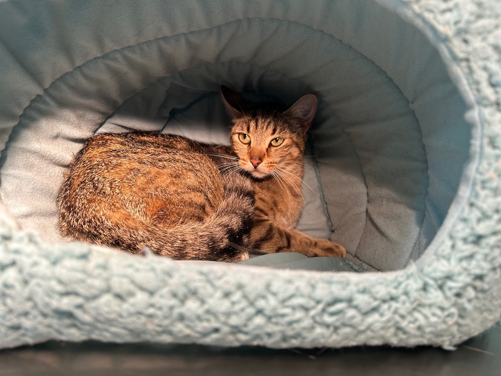 Penokee, an adoptable Domestic Short Hair in Ashland, WI, 54806 | Photo Image 1