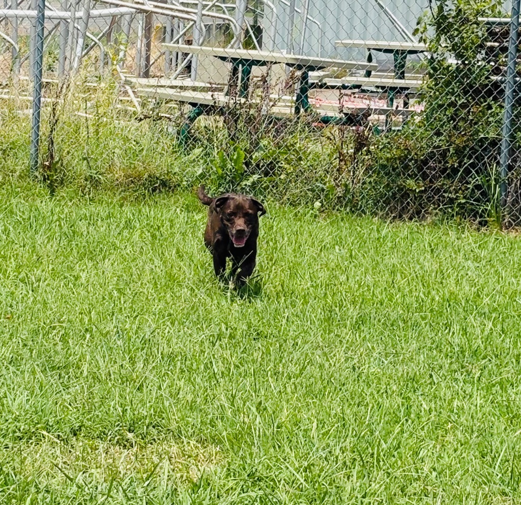 Moxie